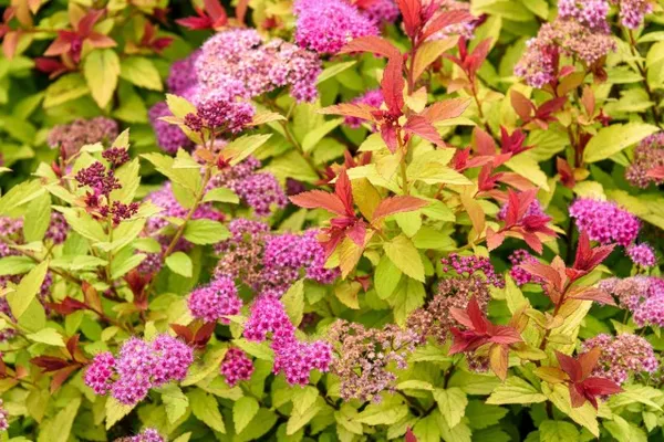Спирея японская — разноцветный кустарник для вашего сада. Как размножить спирею японскую. 12