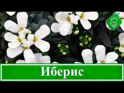 Иберис многолетний 32