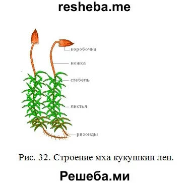 Чем сфагнум отличается от кукушкина льна Чем кукушкин лен отличается от сфагнума 17