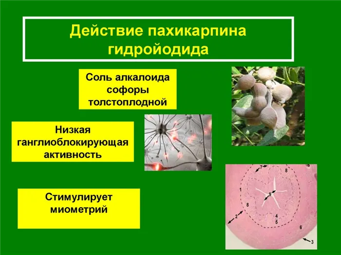 Софора японская 19