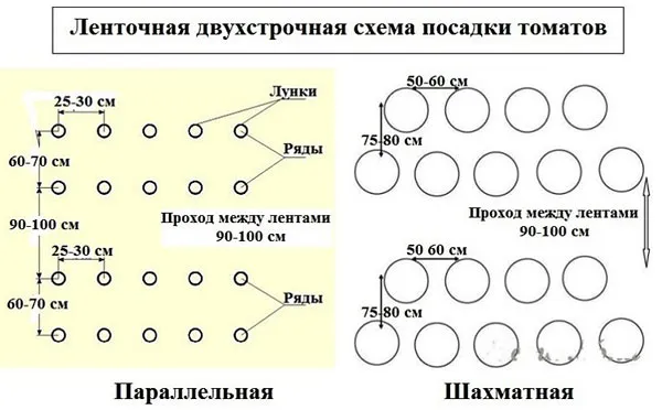 Высаживаем помидоры в теплицу правильно: посадка и первые шаги по уходу 27