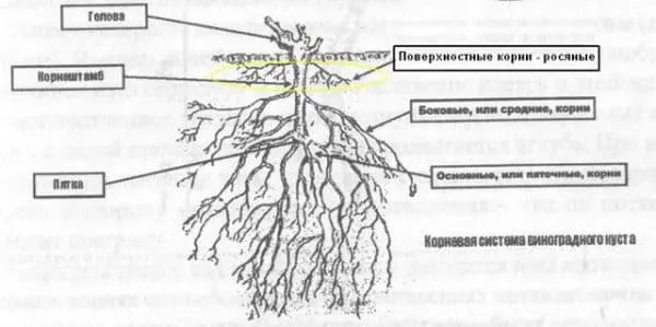 Корневая система винограда 18