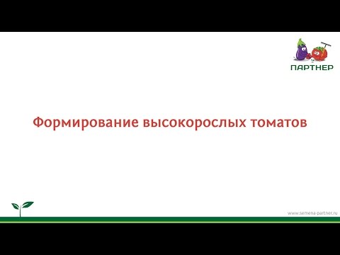 Томат Третьяковский F1 — в Госреестре не значится. Томат третьяковский отзывы кто сажал 24