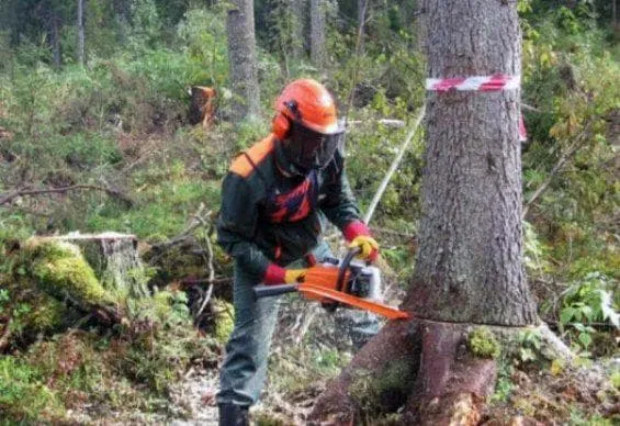 Руководство по валке деревьев бензопилой 18