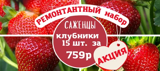 Есть ли смысл в укрытии клубники 9