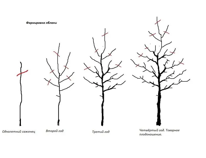Как обрезать колоновидную яблоню. Пошаговое руководство 24