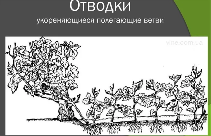 Как размножить виноград в домашних условиях: 4 способа для каждого дачника 23