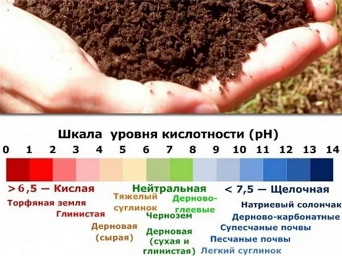 Как раскислить почву на участке – полезные советы для садоводов и огородников 21