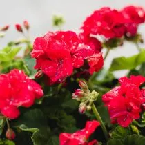 Пеларгония плющелистная (Pelargonium peltatum)