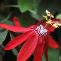 Пассифлора винограднолистная (Passiflora vitifolia) 