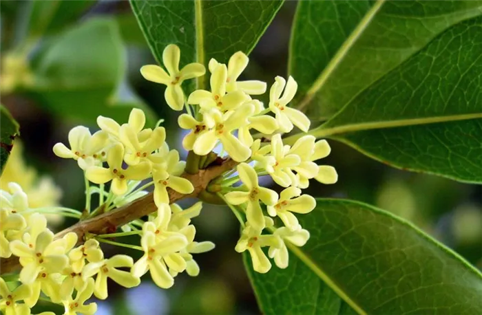 Османтус (Osmanthus) 5