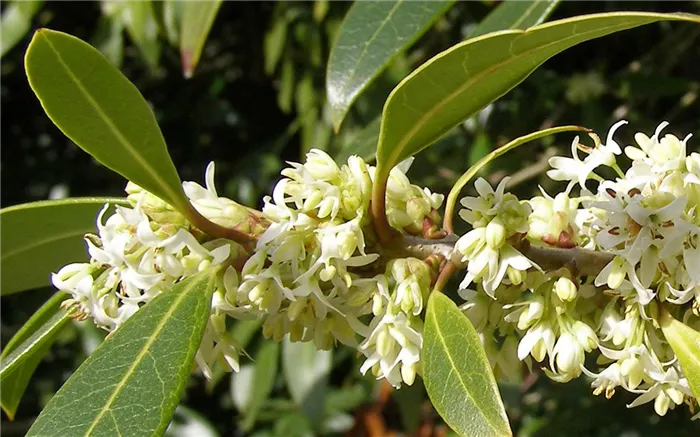 Османтус (Osmanthus)