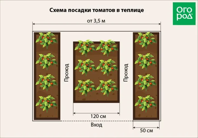 Схема посадки в теплице