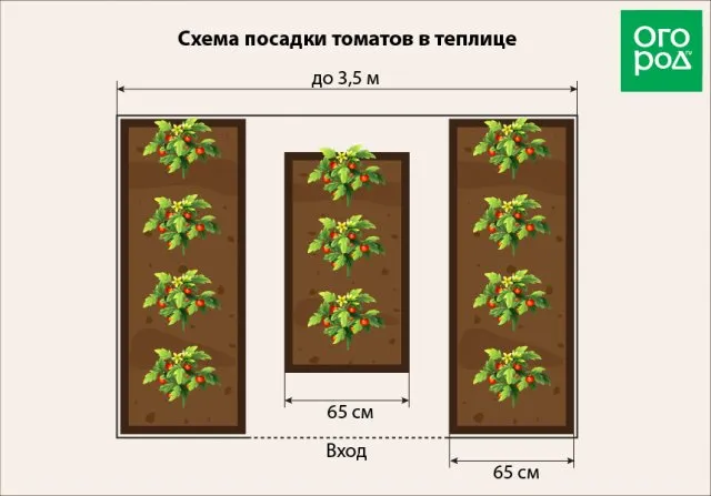 Посадка в теплице