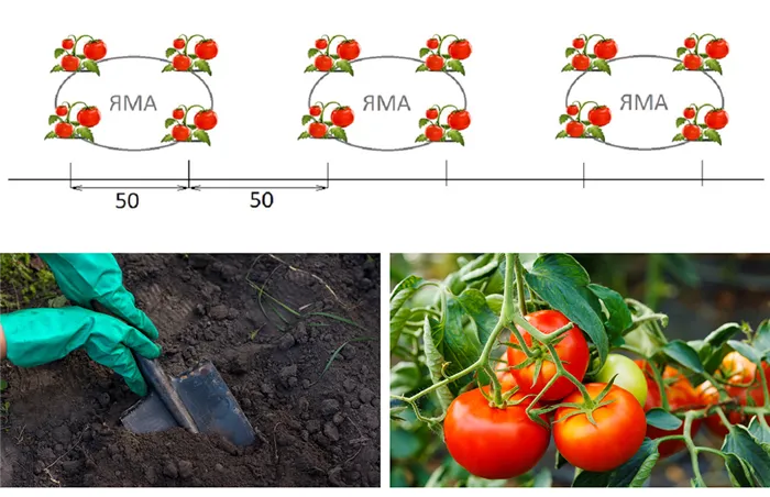 схема посадки томатов