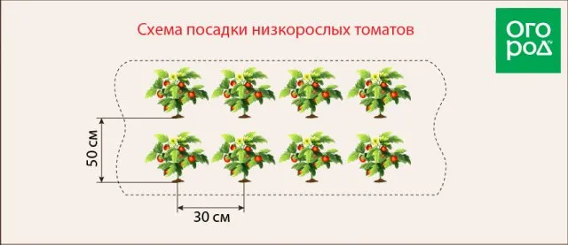 Посадка низкорослых томатов