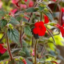 Ахименес прямостоячий (Achimenes erecta)