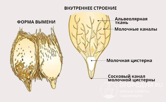 Строение молочной железы у коз