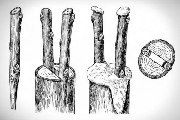 Прививка-на-яблоню