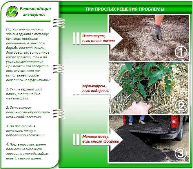 Что делать, если в теплице зеленая земля?