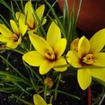 Шафран, или крокус Королькова (Crocus korolkowii)