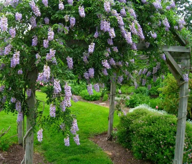 Глициния макростахия (Wisteria macrostachya), сорт Блю Мун (Blue Moon)