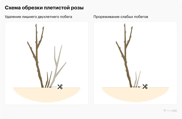 Обрезка роз весной для начинающих после зимы 8