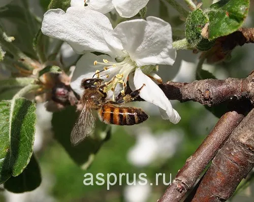 Почему опадают яблоки с яблони раньше поспевания Почему яблоки опадают с яблони раньше поспевания и что делать 3