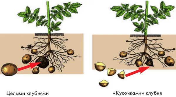 Размножение картофеля клубнями. Как это бесполое размножение