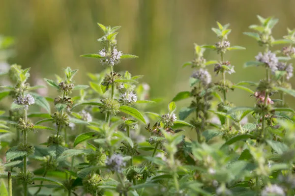 Полевая мята (Mentha arvensis)