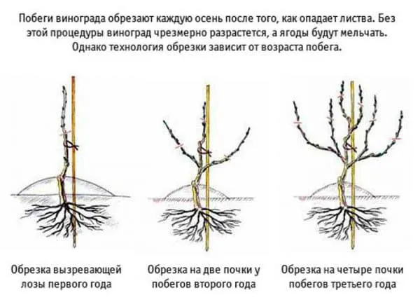 посадка винограда