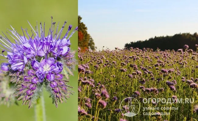 Фацелия (Phacelia) относится к семейству водолистниковых и практически не имеет родственников среди садово-огородных культур