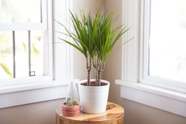 2.Dracaena_marginata-min.jpg