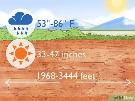 Шаг 1. Выберите солнечный климат с умеренными осадками.
