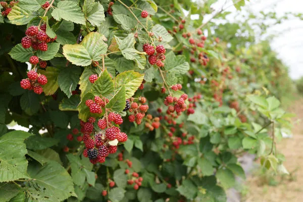 Для малины нужно отвести солнечное место