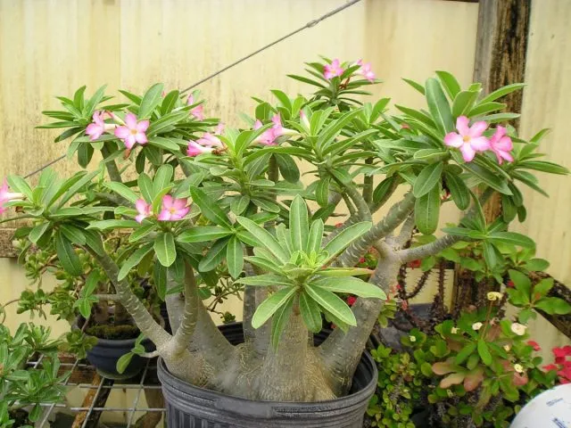 Адениум арабский (Adenium arabicum)