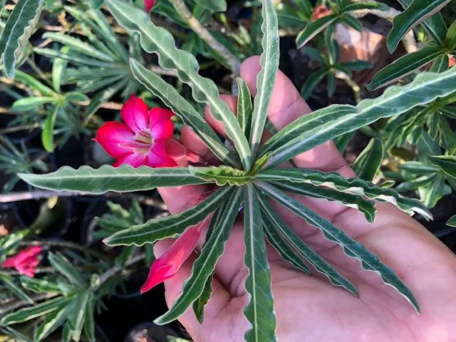 Адениум сомалийский (Adenium somalense)