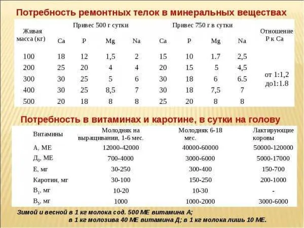 Особенности кормления фуражной коровы, расчет удоев и правильная обработка продуктов для приготовления корма 11