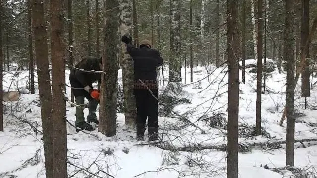 Как собрать дрова в лесу и не схлопотать срок? Тонкости заготовки валежника 3