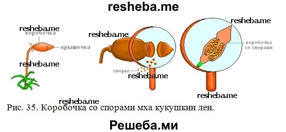 Рассмотрите коробочку со спорами