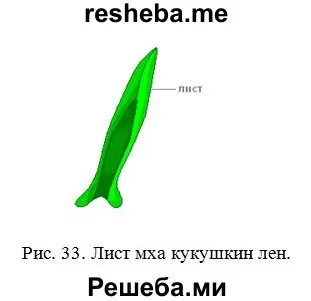 Рассмотрите лист под микроскопом и зарисуйте его