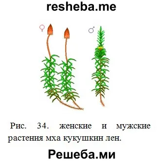 Рассмотрите верхушки стебля, найдите мужские и женские растения