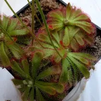 Росянка Алиса или Алиции (Drosera aliciae)