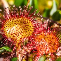 Круглолистная росянка (Drosera rotundifolia)