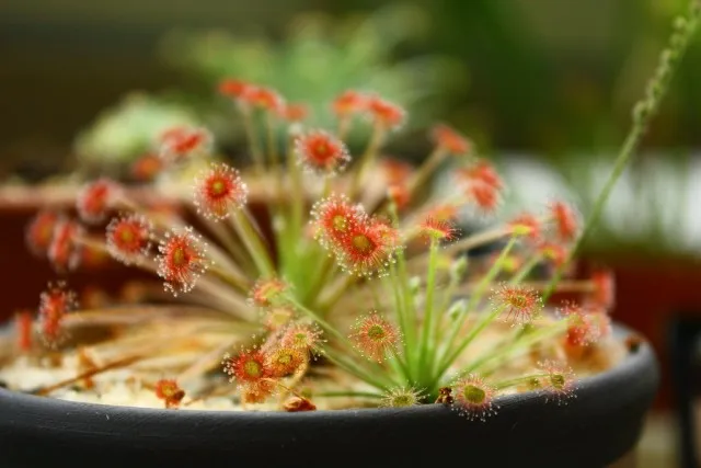 Росянка парадокса (Drosera paradoxa)