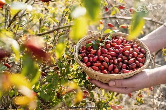 Лекарственные свойства шиповника