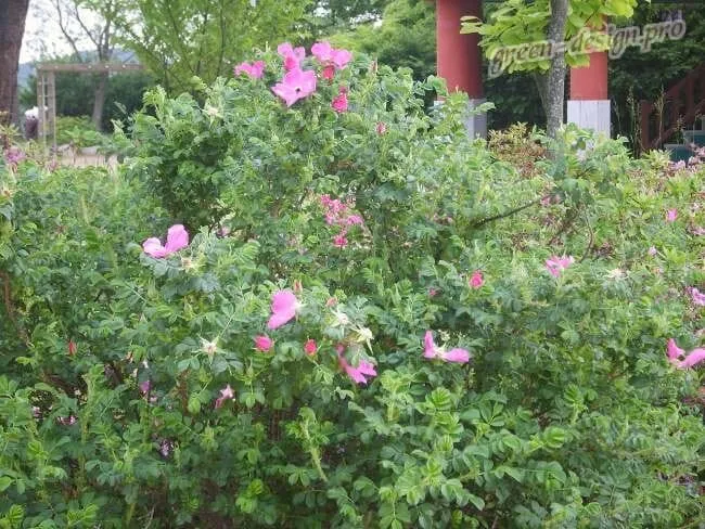 Ш. морщинистый (Rosa rugosa)