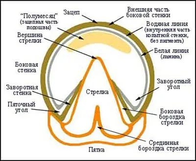 Зачем нужно подковывать лошадь и как это делать 3