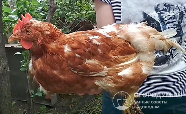 Допустимо наличие светлых или черных перьев, особенно в хвостовой части и в области крыльев, некоторые кубанские особи носят светлый воротник