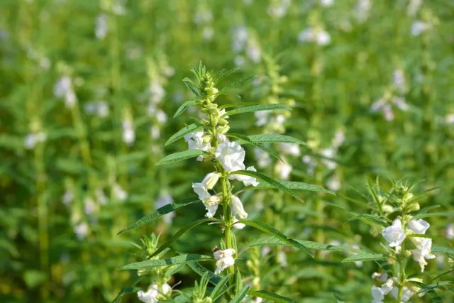 Кунжут (Sesamum) – представитель семейства Педалиевых (Pedaliaceae) и является тропическим многолетним растением родом из Африки и Индии